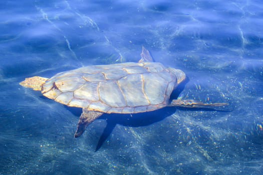 Sea turtle swimming in the blue water of the Adriatic Sea