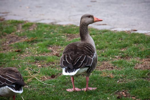 A greylag goose on the edge, on a pond.