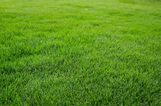 A grass texture, view of a lush green lawn.