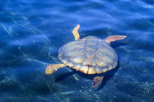 Sea turtle swimming in the blue water of the Adriatic Sea
