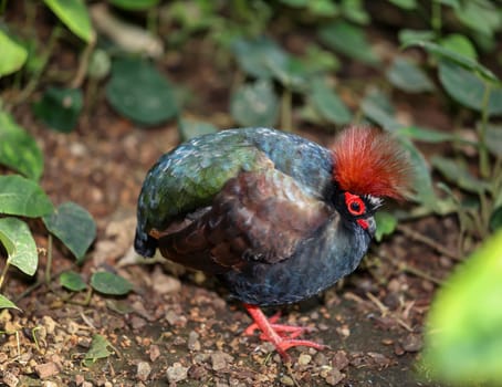 An ostrich quail (Rollulus rouloul) roams through the bushes.