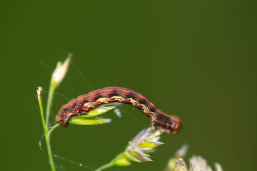 The caterpillar of a great frost moth, Erannis defoliaria on a plant.