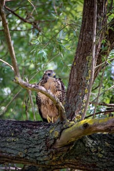 Portrait of a young buzzard sitting on a branch.