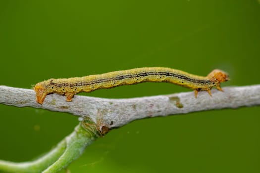 The caterpillar of a great frost moth, Erannis defoliaria on a plant.