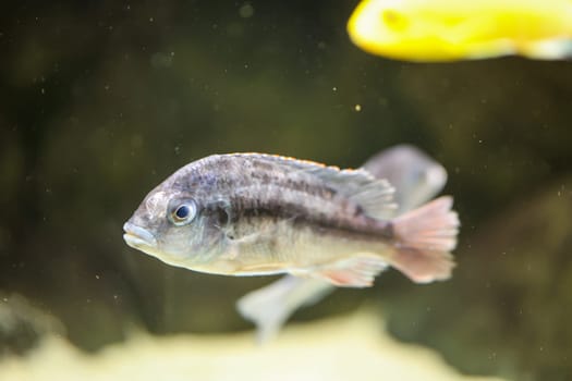 Poprtrait of a Malawi cichlid, freshwater fish in an aquarium.