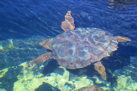 Sea turtle swimming in the blue water of the Adriatic Sea