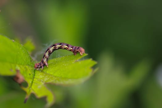 The caterpillar of a great frost moth, Erannis defoliaria on a plant.