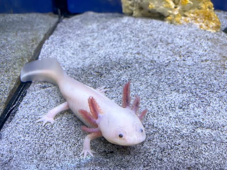 An axolotl in the aquarium. The axolotl is an aquatic Mexican caudate from the cross-toothed newt family.
