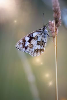 A checkerboard butterfly on a grass plant in a meadow.