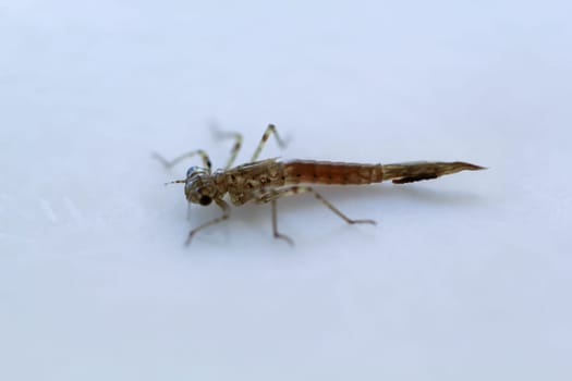 The larva of a not yet fully developed damselfly.