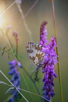 A checkerboard butterfly on a grass plant in a meadow.