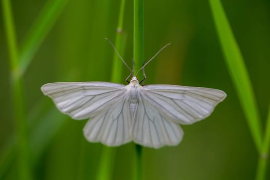 A shy siona lineata, hard hay moth on a blade of grass.