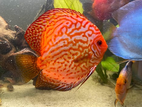 Portrait shot of discus fish in an aquarium, Amazon Aquarium.