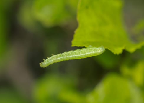 A green caterpillar of a future butterfly on a plant.