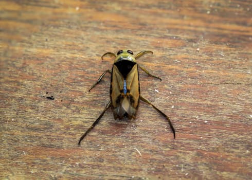 Close-up of a common backswimmer, a water bug, Notonecta glauca.