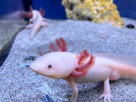 An axolotl in the aquarium. The axolotl is an aquatic Mexican caudate from the cross-toothed newt family.