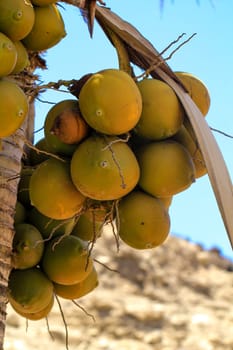Coconuts on a palm tree.