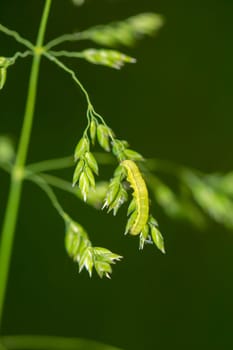 A green caterpillar of a future butterfly on a plant.