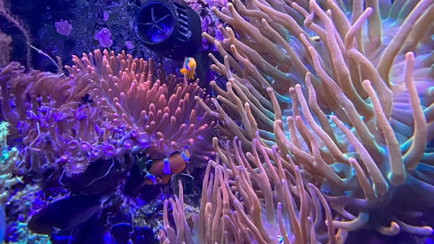 A beautiful copper anemone in a marine aquarium.