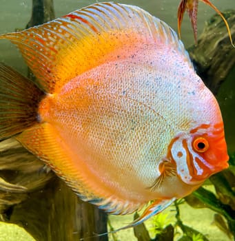 Portrait shot of discus fish in an aquarium, Amazon Aquarium.