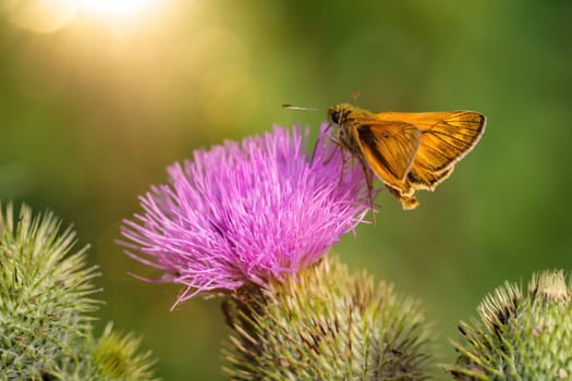 A Black Coloured Brown Fritillary (Thymelicus lineola) on your plant.