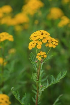 The yellow flower of a tansy, wormweed, Tanacetum vulgare in a meadow.