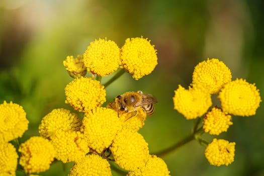 A bee on a meadow plant, a tansy.