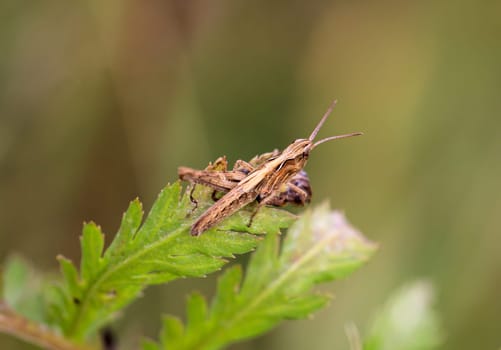 A cricket, a grasshopper on a plant in a meadow.