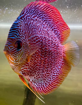 Portrait shot of discus fish in an aquarium, Amazon Aquarium.