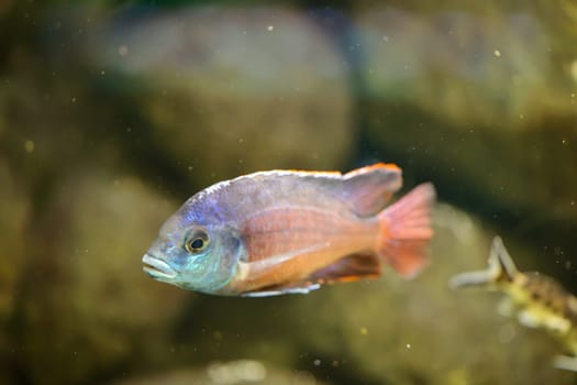 Poprtrait of a Malawi cichlid, freshwater fish in an aquarium.