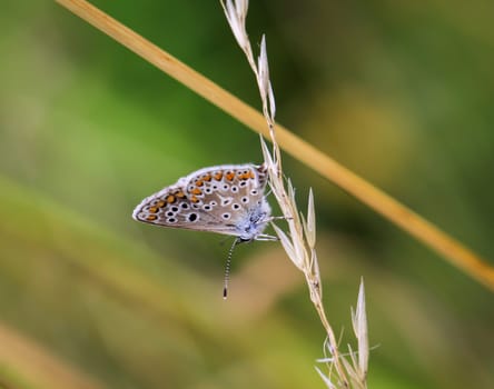 A blue butterfly on a grass plant. There are many species of blue butterflies.