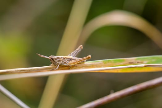 A cricket, a grasshopper on a plant in a meadow.
