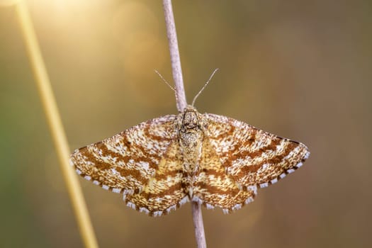 A plantain borer (Pyrausta despicata) or heath moth sits on a blade of grass.