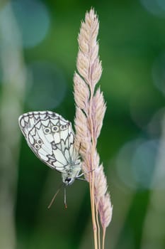 A checkerboard butterfly on a grass plant in a meadow.