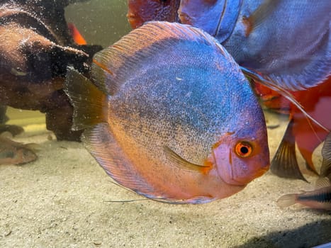 Portrait shot of discus fish in an aquarium, Amazon Aquarium.