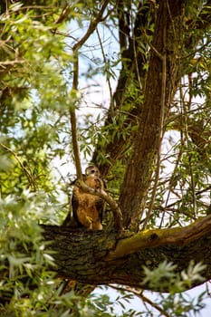 Portrait of a young buzzard sitting on a branch.
