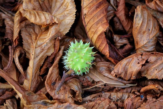 A chestnut in its prickly cover.