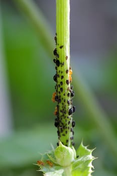 Many black aphids are kept as a colony by orange ants.