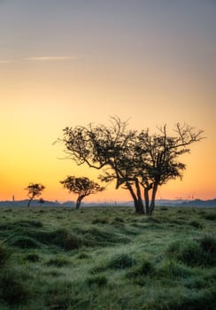 Dew on the grass and silhouette of twisted trees in Dublin city Pheonix Park at sunrise, distant city skyline with multiple cranes, Ireland