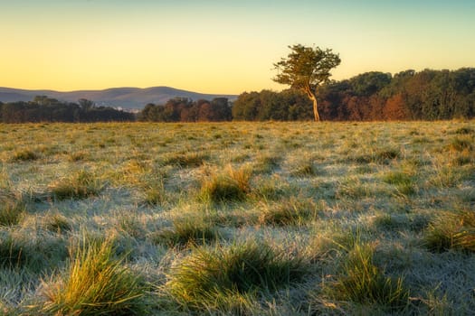 Frost covered grass and twisted tree illuminated by sunrise with forest and mountains in background, Dublin city, Pheonix Park, Ireland
