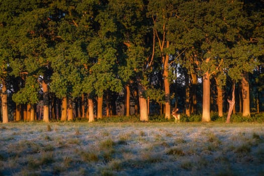 Fallow Deer with large antlers standing at forest treeline illuminated by sunrise, Dublin city, Pheonix Park, Ireland