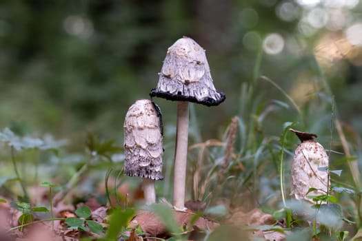 Group of coprinus comatus stands on a meadow between autumnal foliage