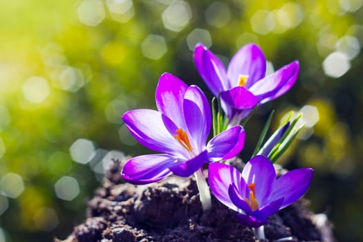 crocus - one of the first spring flowers