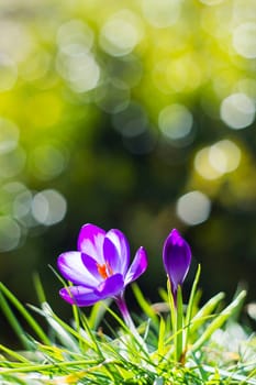 crocus - one of the first spring flowers