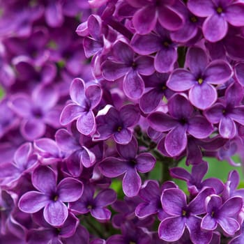 Blooming lilac flowers. Macro photo. Soft focus