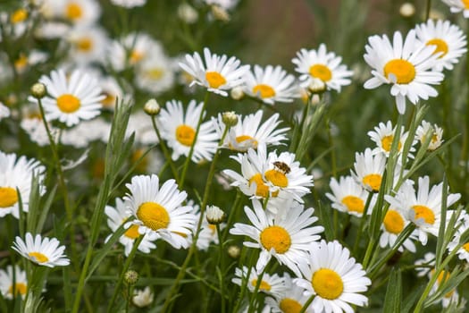 Ox-eye Daisy (Leucanthemum vulgare) in garden - close up