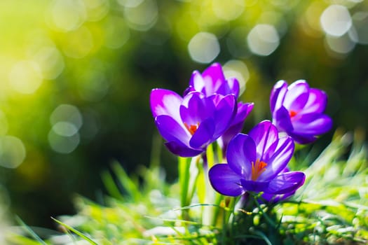 crocus - one of the first spring flowers