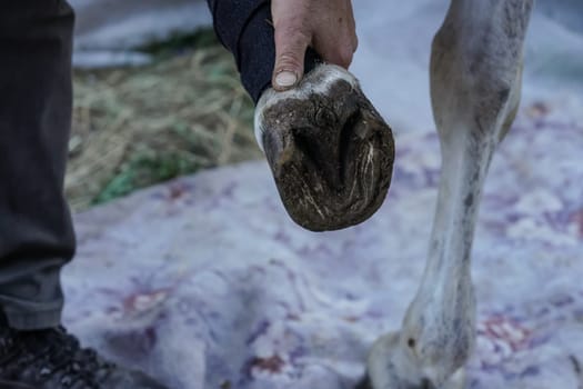 Man farrier inspecting and cleaning horse hoof, before applying new horseshoe. Closeup up detail to hands holding wet animal feet.