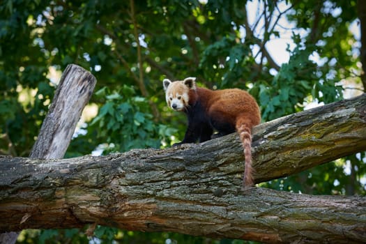 shy red panda, Ailurus fulgens on a tree trunk in zoo