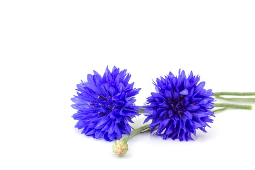 cornflowers on white background